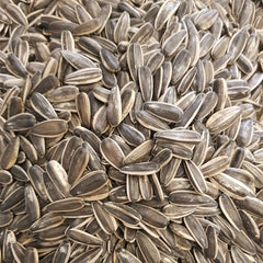 Unshelled Unroasted Dakota Sunflower Seeds 250 Grams - B.5507